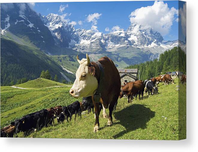 Estock Canvas Print featuring the digital art Cattle, Aosta Valley, Italy #1 by Davide Erbetta