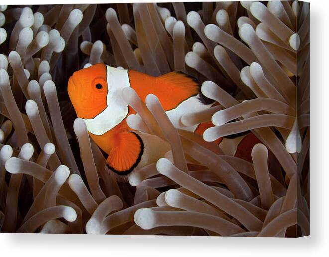 Underwater Canvas Print featuring the photograph Clownfish #1 by Cdascher