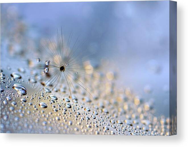 Macro Canvas Print featuring the photograph Crawling Down #1 by Heidi Westum