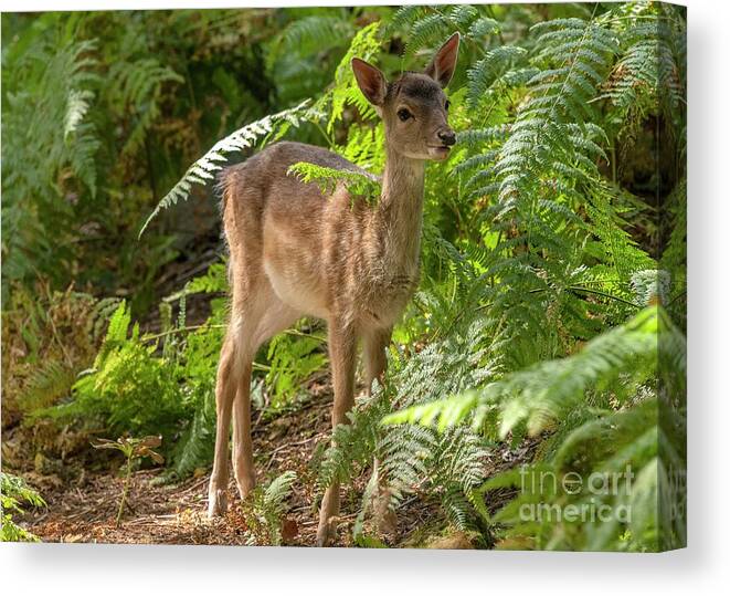 Mammal Canvas Print featuring the photograph Fallow Deer #1 by Bob Gibbons/science Photo Library