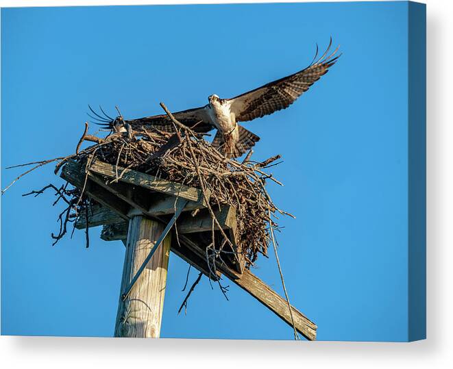 Osprey Canvas Print featuring the photograph Feathering The Nest #1 by Cathy Kovarik