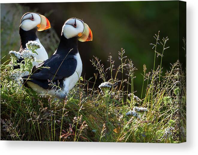 Horned Puffin Canvas Print featuring the photograph Horned Puffins, Lake Clark National #1 by Mint Images/ Art Wolfe