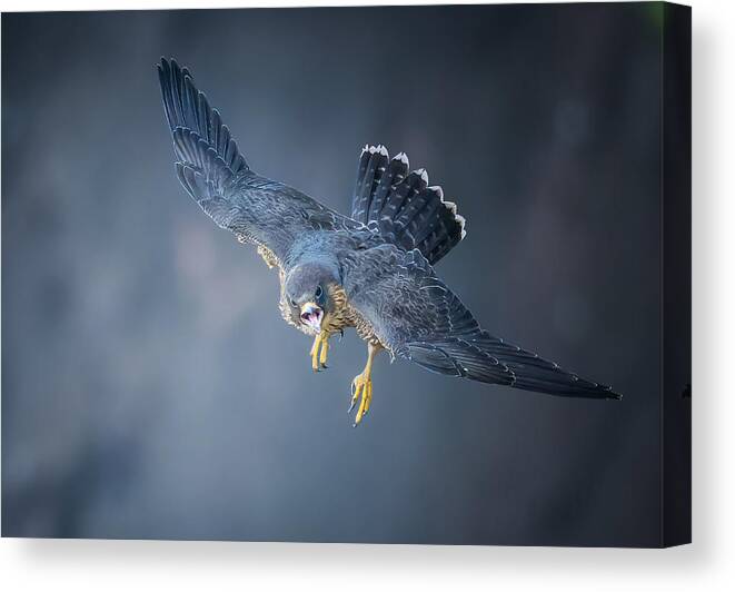 Falcon Canvas Print featuring the photograph Juvenile Falcon #1 by Tao Huang