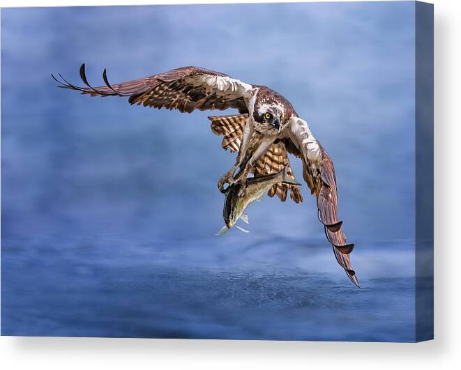 Osprey Canvas Print featuring the photograph Osprey #1 by Tao Huang