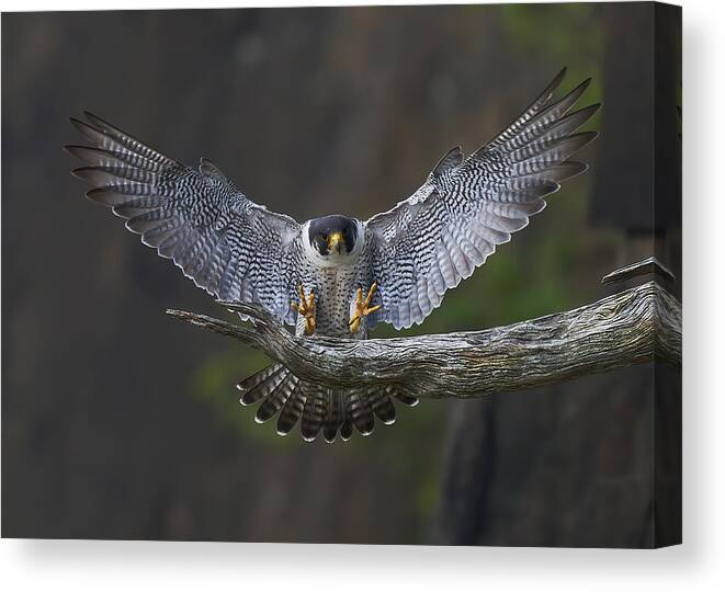 Bird Canvas Print featuring the photograph Peregrine Falcon Landing #1 by Johnny Chen