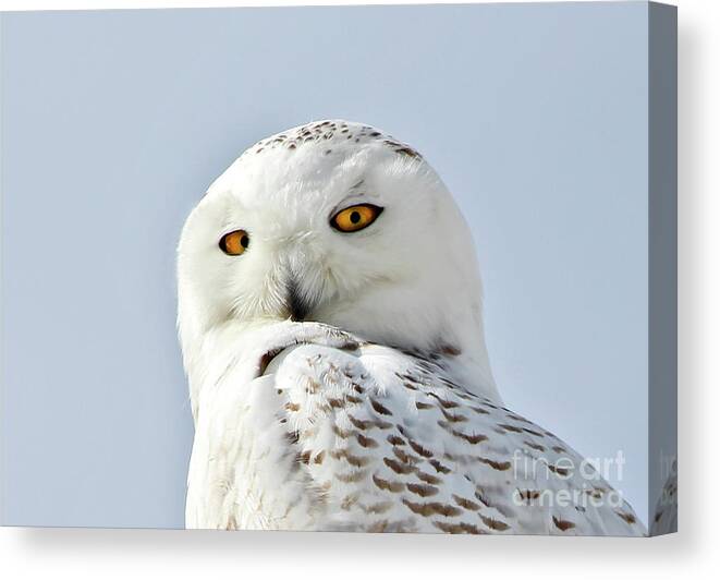 Maine Canvas Print featuring the photograph Snowy 1 #1 by Karin Pinkham