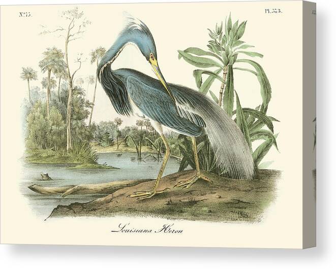 Audubon Canvas Print featuring the painting Louisiana Heron #10 by John James Audubon