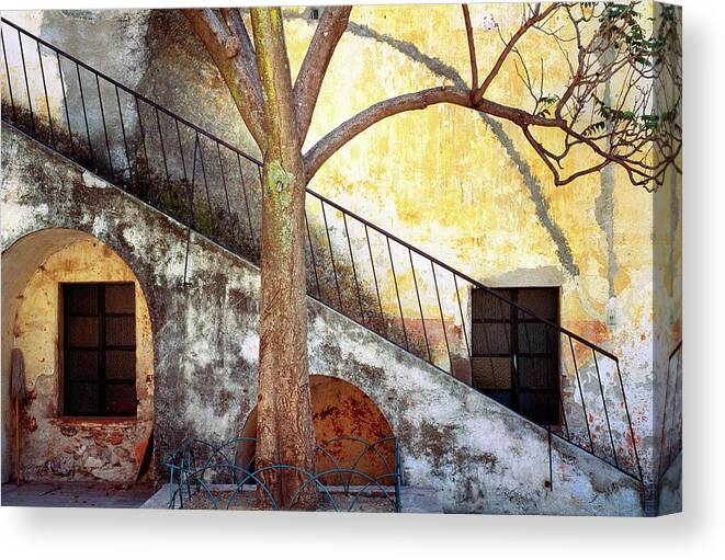 Bay Islands Canvas Print featuring the photograph Anteater At Rehab Center And Forest #2 by Stuart Westmorland