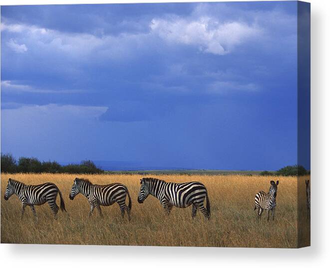 Plains Zebra Canvas Print featuring the photograph Grant Zebra #2 by Imagenavi