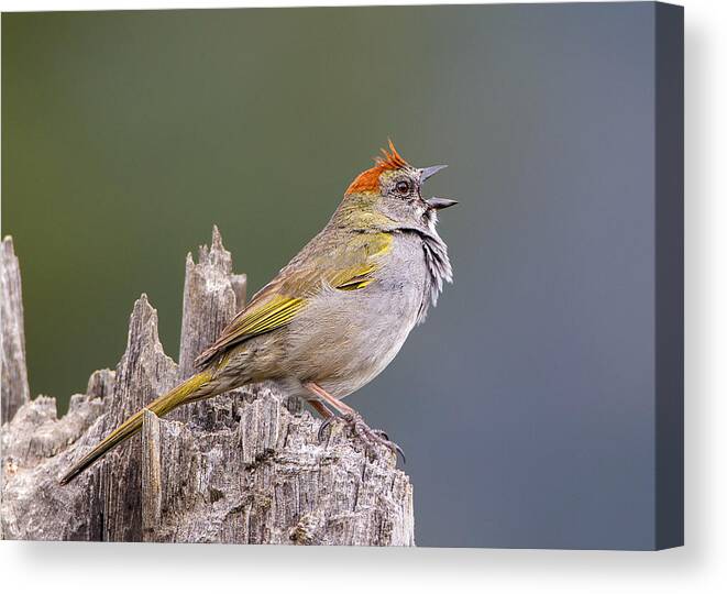 Green-tailed Canvas Print featuring the photograph Green-tailed Towhee #2 by Verdon