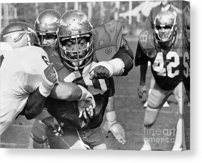 Working Canvas Print featuring the photograph Ron Simmons Of Florida State University #2 by Bettmann