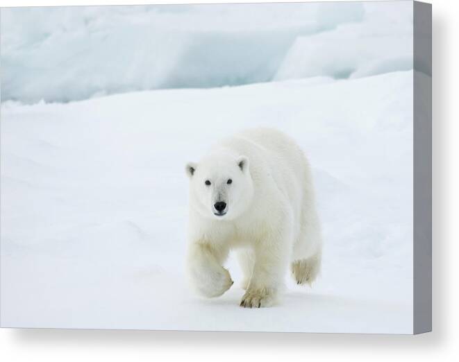 Svalbard Islands Canvas Print featuring the photograph Polar Bear #3 by Dagsjo