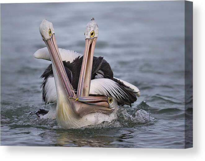 Pelican Canvas Print featuring the photograph 3-some by C.s.tjandra