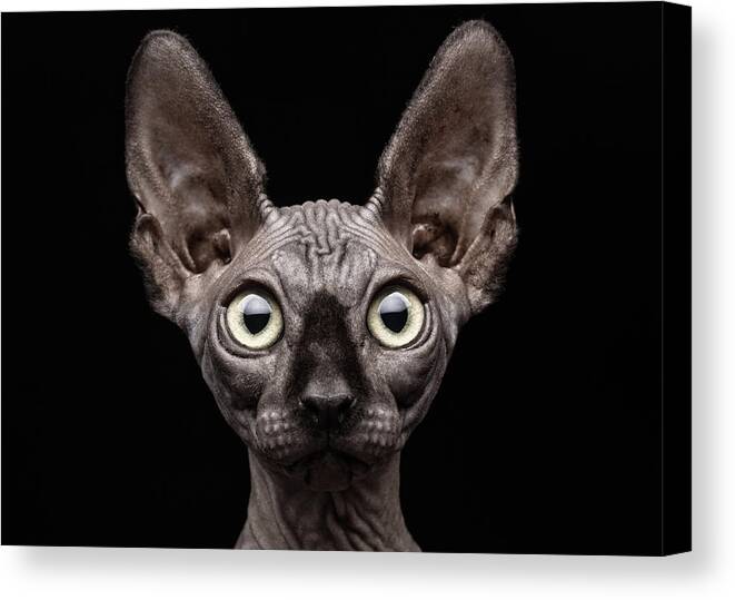 Cat Canvas Print featuring the photograph Sphynx Cat by Patrick Matte