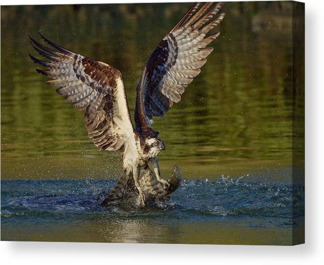 Nature Canvas Print featuring the photograph Ospreys Catch Fish #4 by Johnny Chen
