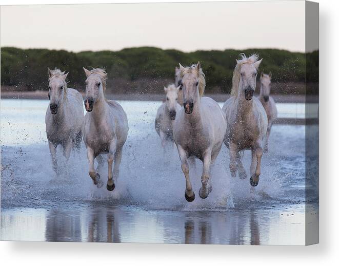 Estock Canvas Print featuring the digital art Camargue Horses #6 by Beniamino Pisati