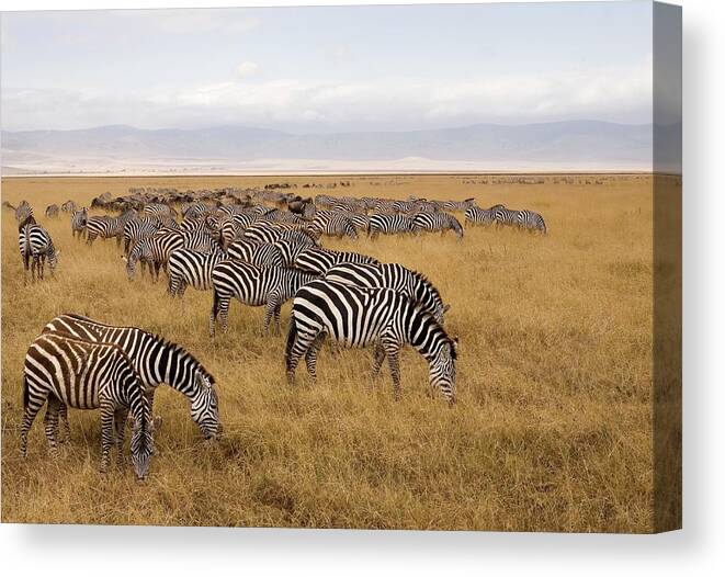 Plains Zebra Canvas Print featuring the photograph A Herd Of Zebras by Sean Russell