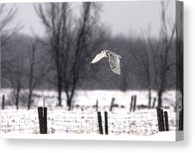 Winter Canvas Print featuring the photograph A Snowy Snowy Owl by Jim Cumming