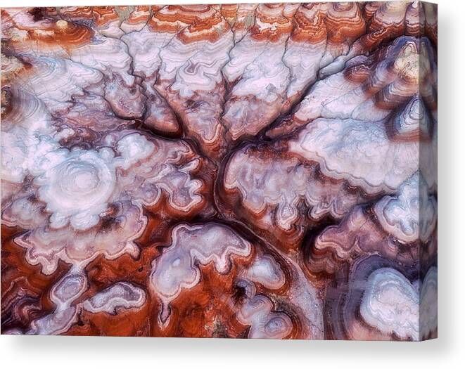 Abstract Canvas Print featuring the photograph A Tree In The Desert by Mei Xu