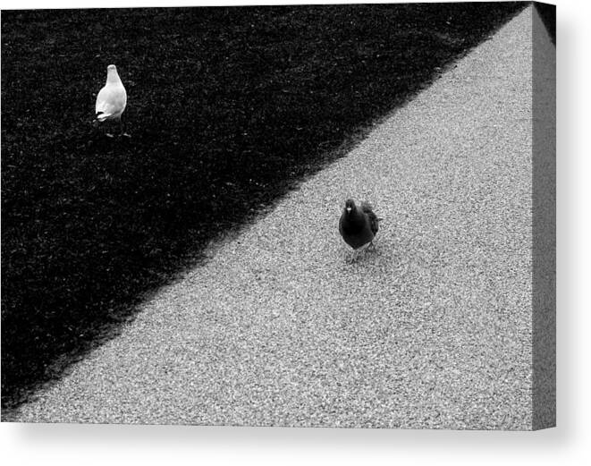 Seagull Canvas Print featuring the photograph Accidental Synchronization by Matan Zatz