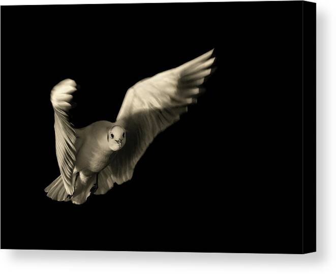 Bird Canvas Print featuring the photograph Air Breaking by Anthonyroberts