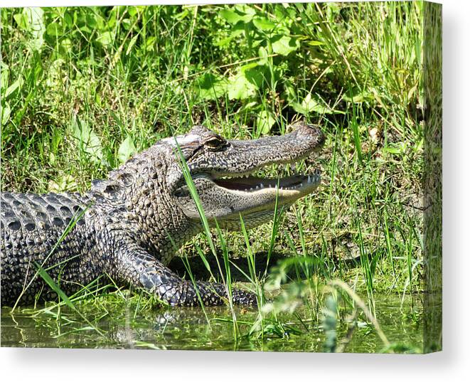 Alligator Canvas Print featuring the photograph Alligator Grin by Ty Husak