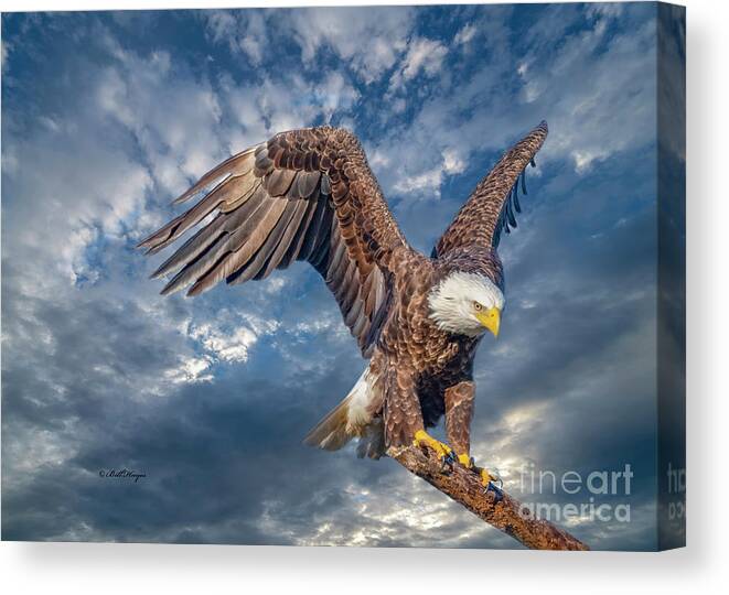 Eagles Canvas Print featuring the photograph American Bald Eagle Incoming TWO by DB Hayes