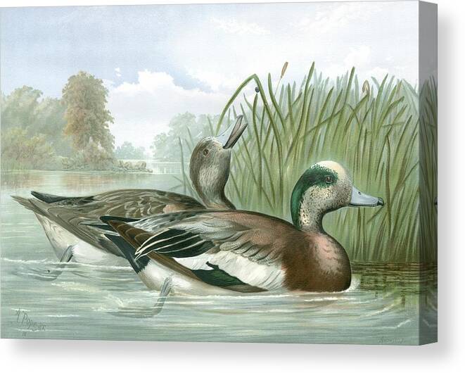 Animals & Nature Canvas Print featuring the painting American Wigeon Ducks by A. Pope Jr.