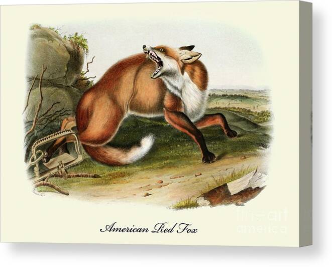 Fox Canvas Print featuring the painting An American Red Fox Vintage Print by John James Audubon