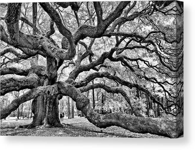 Charleston Canvas Print featuring the photograph Angel Oak Tree by Louis Dallara
