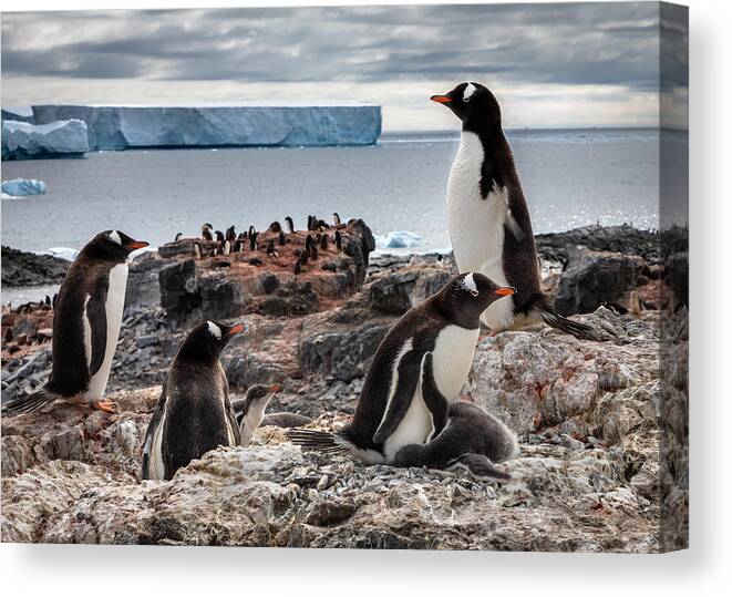 Antarctica Canvas Print featuring the photograph Antarctica , Gourdin Island-22170 by Raimondo Restelli