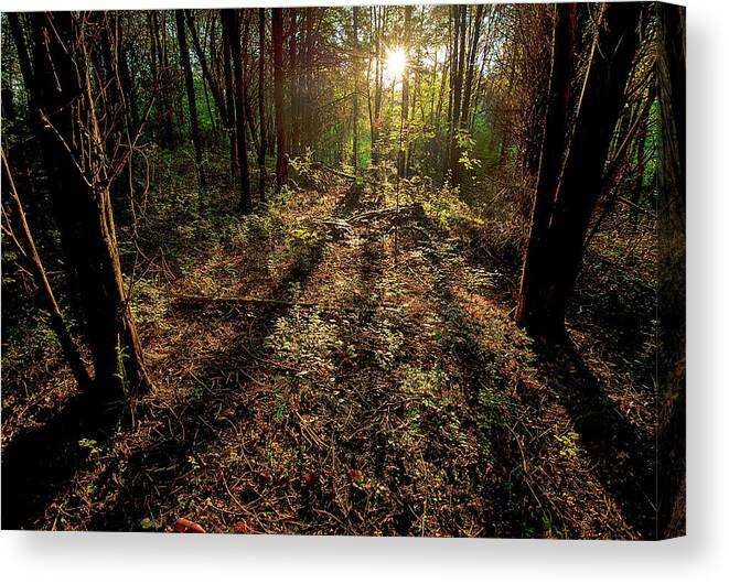 Nature Canvas Print featuring the photograph Appalachia Morning by Scott Cordell