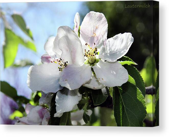 Flowers Canvas Print featuring the photograph Apple Blossoms by John Lautermilch