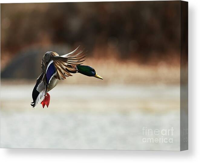 Ducks Canvas Print featuring the photograph Approaching by Robert WK Clark