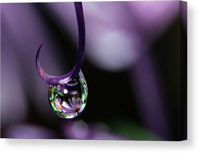 Macro Water Drop Canvas Print featuring the photograph Asters by Michelle Wermuth