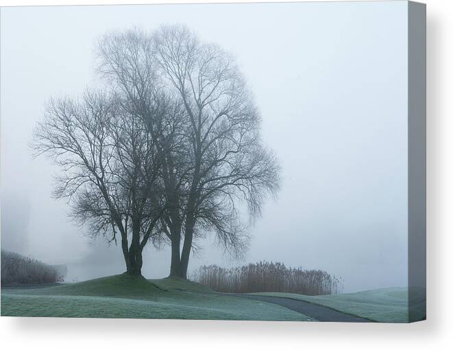 Tranquility Canvas Print featuring the photograph Austria, View Of Trees With Reed In by Westend61
