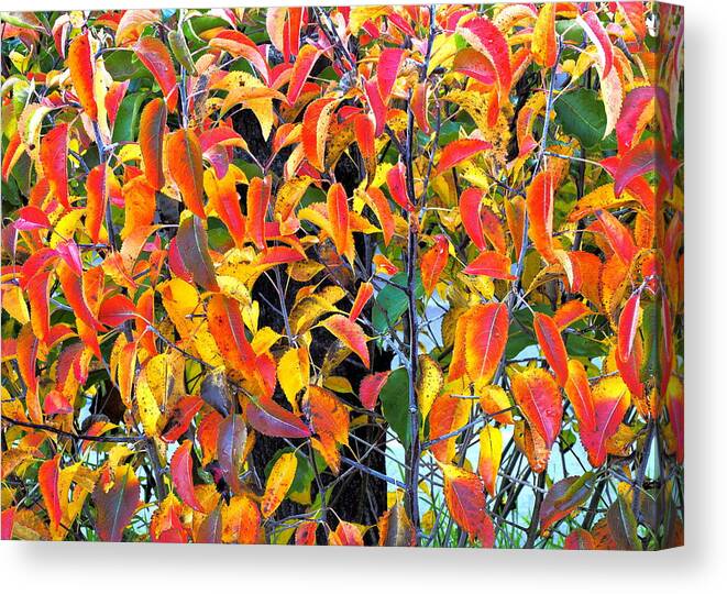 Shrub Canvas Print featuring the photograph Autumn Colors in Winter by Richard Thomas
