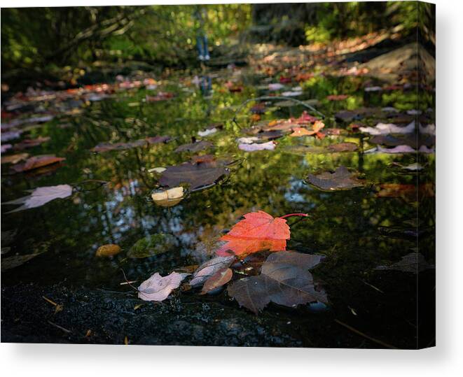 Autumn Canvas Print featuring the photograph Autumn Leaf by Silvia Marcoschamer