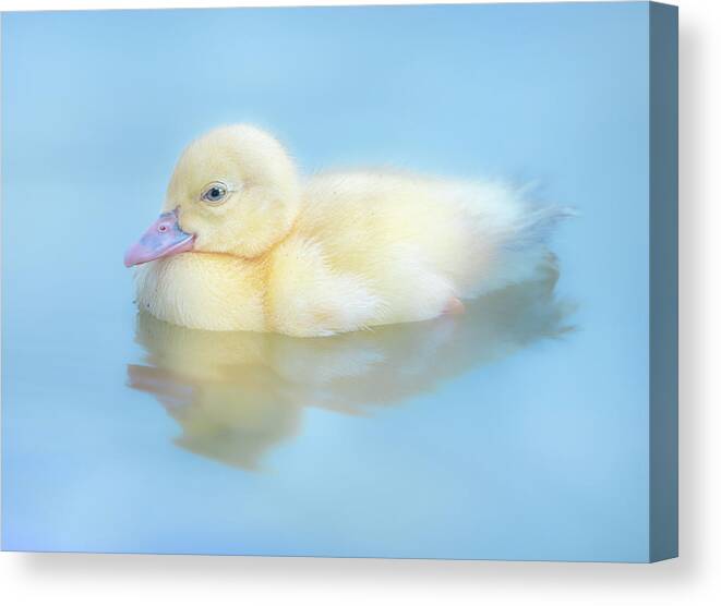 Duck Canvas Print featuring the photograph Baby Duck by Jordan Hill