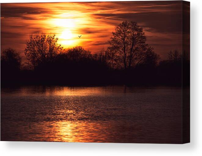 Nature Canvas Print featuring the photograph Back to the Sun by Jaroslav Buna