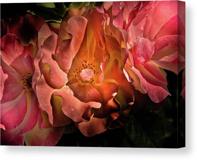 Brian Carson Canvas Print featuring the photograph Backyard Flowers 40 Color Version by Brian Carson