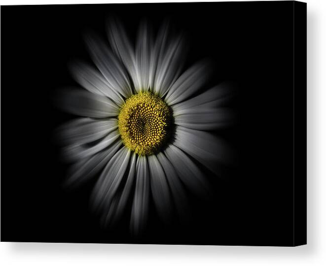 Abstract Canvas Print featuring the photograph Backyard Flowers 52 Color Flow Version by Brian Carson
