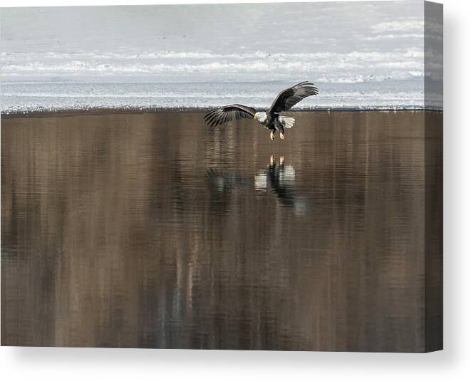 Bald Eagle Canvas Print featuring the photograph Bald Eagle 2018-15 by Thomas Young