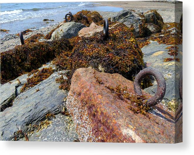 Maine Canvas Print featuring the photograph Barnacle Garden 2 by Vicky Edgerly