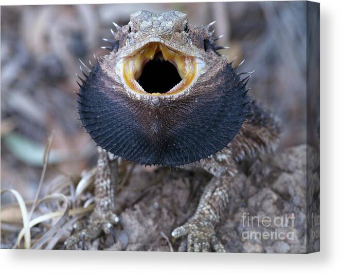 Pets Canvas Print featuring the photograph Bearded Dragon by Byronsdad