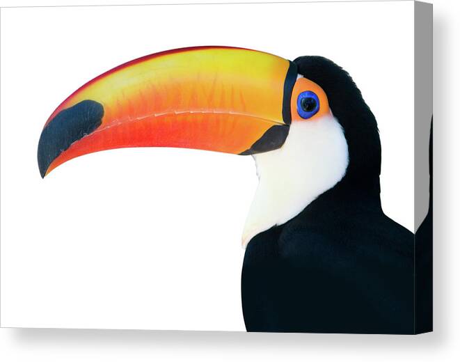Orange Color Canvas Print featuring the photograph Beautiful Toucan On White Background by Ranplett