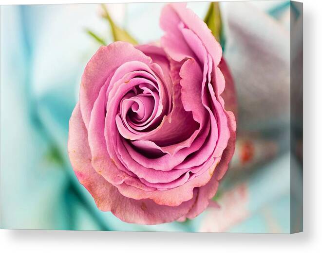 Flower Canvas Print featuring the photograph Beautiful vintage rose by Top Wallpapers