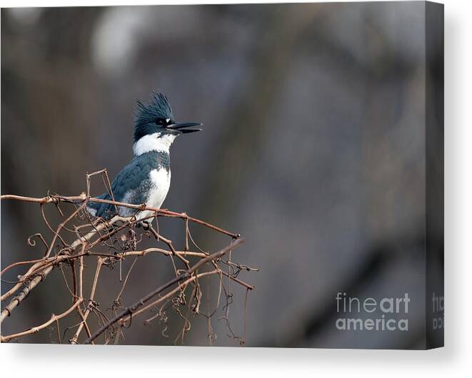 Kingfisher Canvas Print featuring the photograph Belted KingFisher by Sam Rino