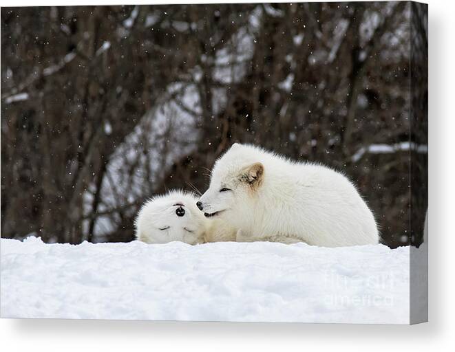 Festblues Canvas Print featuring the photograph Bff... by Nina Stavlund