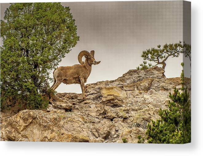Big Horn Sheep Canvas Print featuring the photograph Bighorn Sheep Posing by Donald Pash